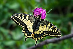 জায়ান্ট আফ্রিকান সোয়ালোটেল (Papilio antimachus)